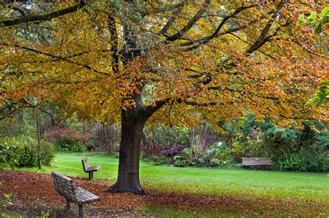 Last Chance Peak Of Fall Colors At Sf Botanical Garden Golden Gate Park