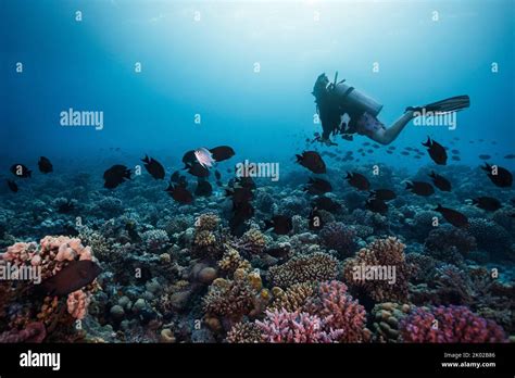 A Scuba Diver Swimming Over The Vibrant Reef Holding An Action Camera