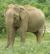 Dan anda bisa memilih gambar lainnya silahkan di lihat di gallery for mewarnai gambar singa lucu dibawah. Cari Gambar Gajah atau Foto Gajah? | Gambar Hidup