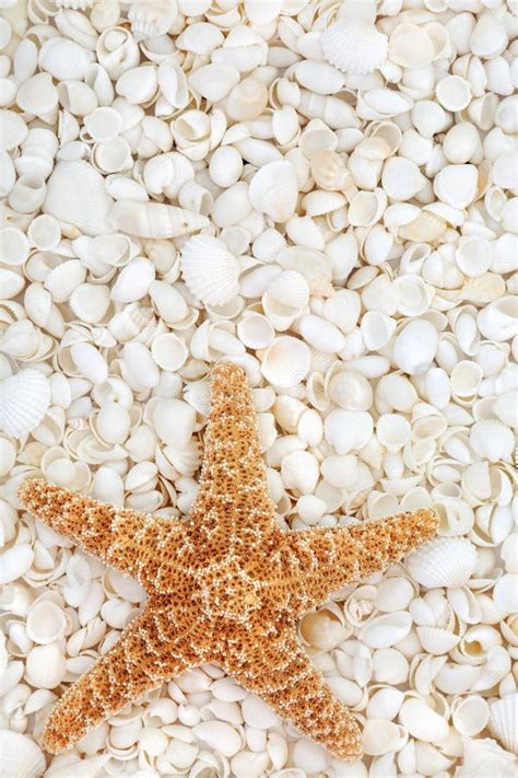 Starfish And Seashell Beauty Stock Image Image Of Fish Life 80894681