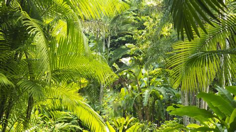 The queensland tropical rainforests cover 32700km2 of northeastern coastal queensland. Location Of Tropical Rainforest - thequasiworld