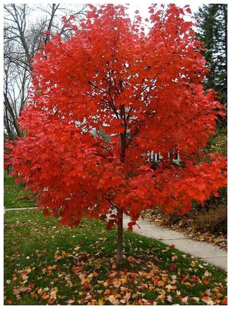 Autumn Red Maple Shares Many Of The Same Characteristics As A Red Maple