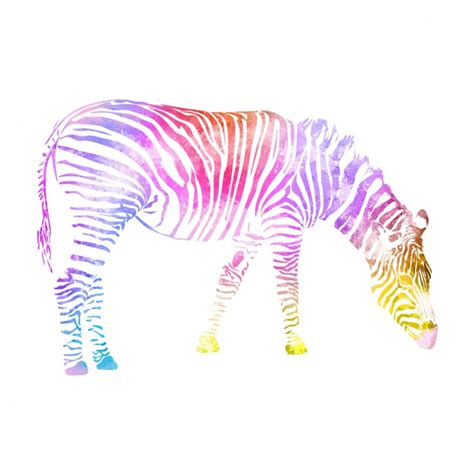 Zebra Watercolor Painting Colorful Free Stock Photo Public Domain