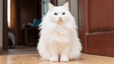 Gato Angora Origen Personalidad Y Cuidados Blog Felinus