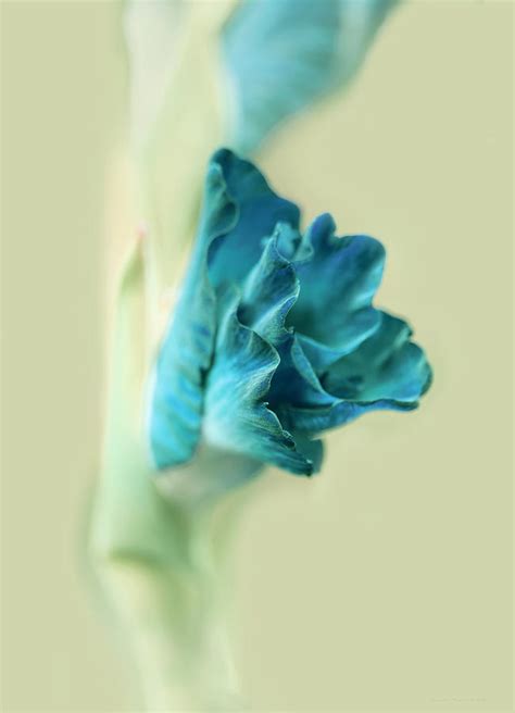 Gladiola Flower Beginnings Teal Photograph By Jennie Marie Schell Pixels