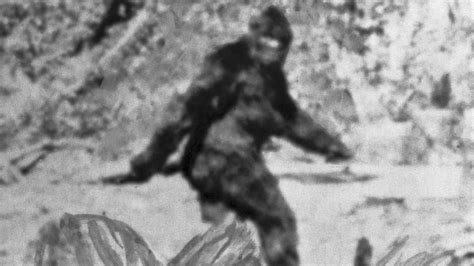 Fbi Tested Bigfoot Hair In 1970s Government Documents Show