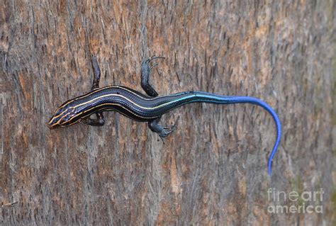 Blue Tailed Skink Photograph By Kathy Gibbons Fine Art America