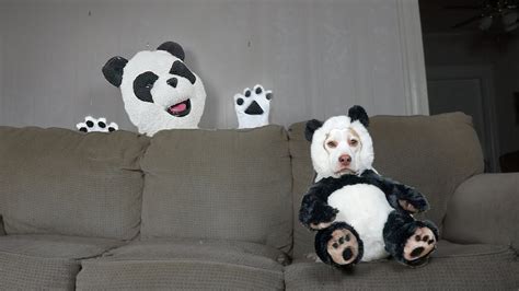 Panda Dog Vs Panda Funny Dog Maymo Youtube