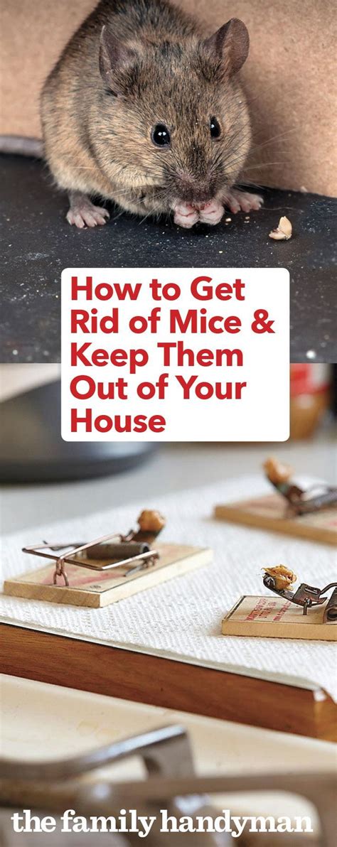 How To Keep Mice Away And Have A Mouse Free House Keep Mice Away