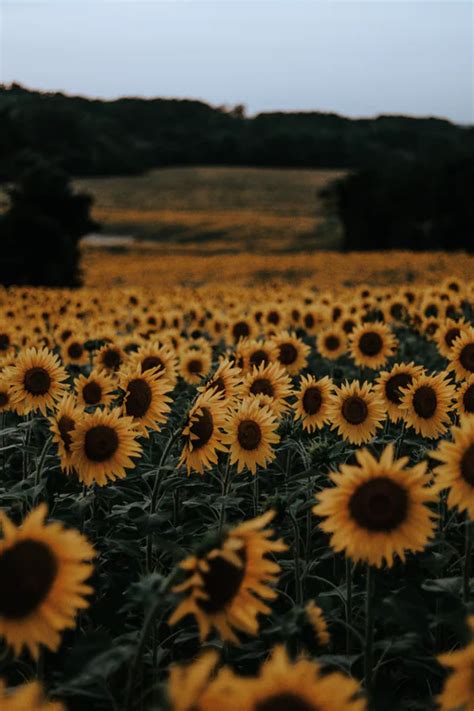 20 Sunflower Pictures Hq Download Free Images On