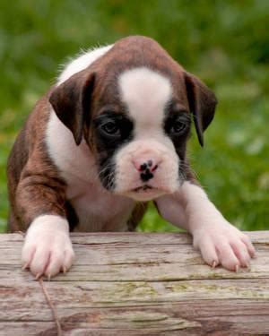 See more ideas about boxer puppies, puppies, boxer. AKC Boxer Puppies American/German w/Champion Bloodlines for Sale in Graham, Washington ...