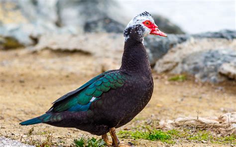 Muscovy Duck Audubon Field Guide