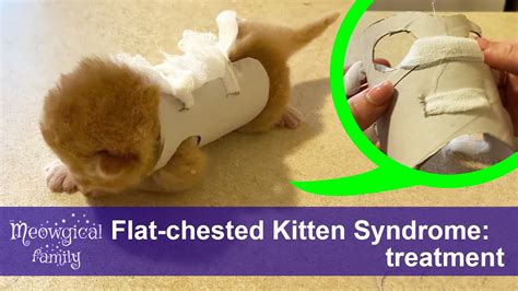 Flat Chested Kitten Syndrome How To Treat Youtube