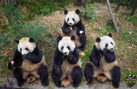 Chengdu Research Base Of Giant Panda Center Tour China