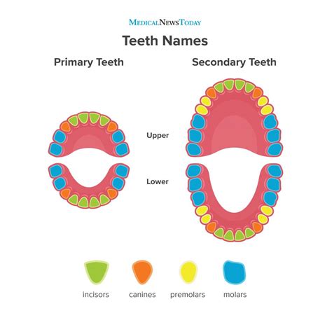 Teeth Names Diagram Types And Functions
