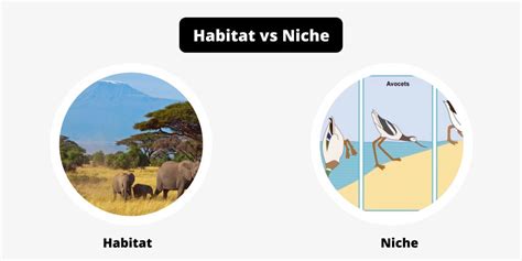 Difference Between Habitat And Niche Habitat Vs Niche