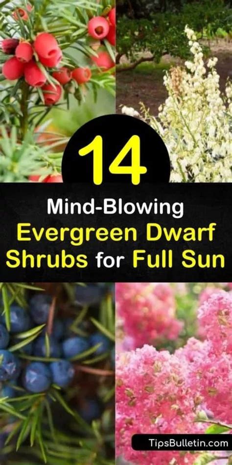 14 Mind Blowing Dwarf Evergreen Shrubs For Full Sun Full