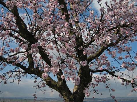 Scarica subito l'illustrazione vettoriale fiore albero con fiori rosa. Alberi per giardino - Alberi - Come scegliere gli alberi per il tuo giardino