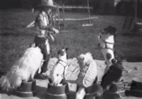 Dog Circus S Find And Share On Giphy