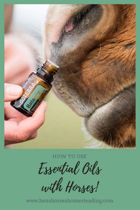 Essential Oils With Horses Horses Essential Oils Horse Care