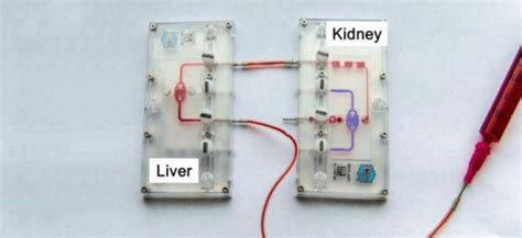 3d Organ On Chip Simulates Human Tissue Health Tech Insider