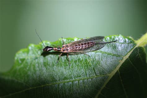 The What And Why Of Entomology Department Of Entomology Washington