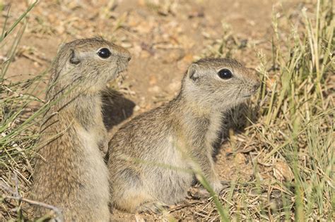 Five Fun Facts About Wyoming Ground Squirrels Estes Valley Spotlight