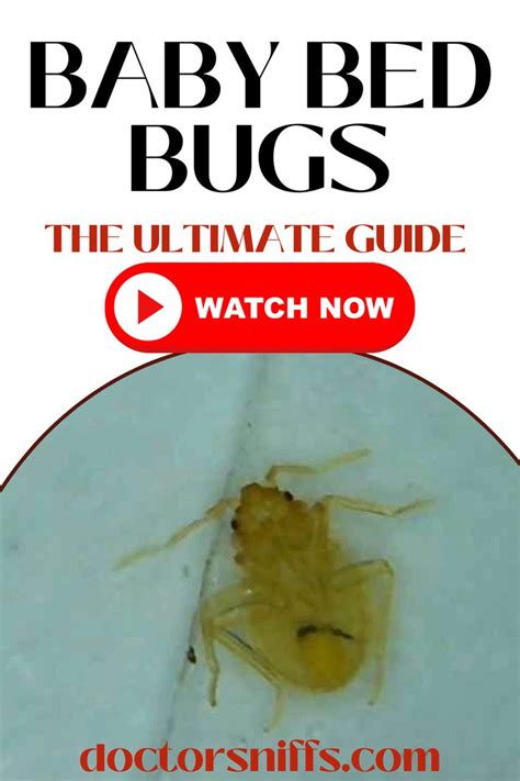 What Do Bed Bugs Look Like Bed Bugs World Hot Sex Picture