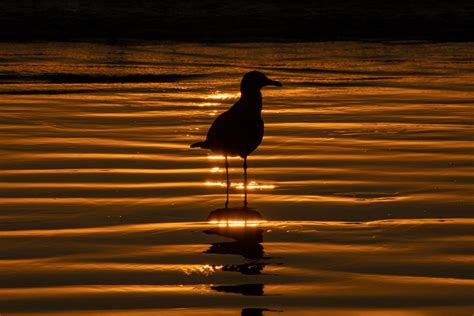 Silhouette Of A Seagull On The Shoreline As The Sun Is Setting