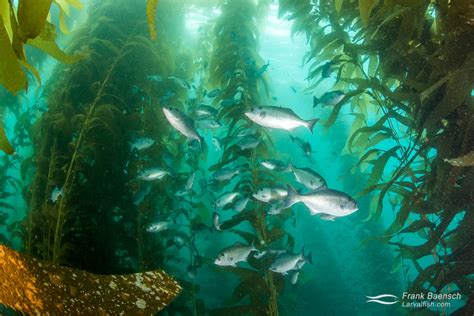The Fish Of Californias Kelp Forests Photo Report Frank Baensch