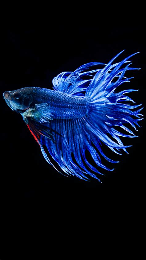 Free Download Apple Iphone 6s Wallpaper With Blue Betta Fish In Dark