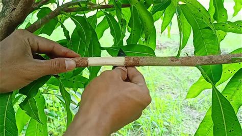 Mango Grafting Technique With Result 100 Succses Mango Tree Youtube