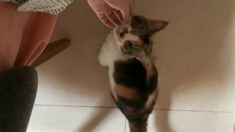 Morning With Clingy Cat And Its Adorable Meow Youtube