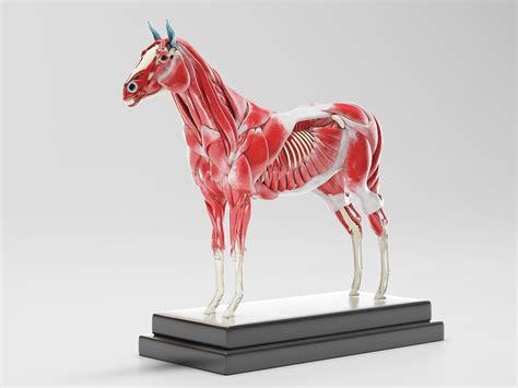 3d video tutorials and interactive modules on the anatomy of the back including anatomy of the musculature, vertebral column, joints and ligaments. ArtStation - Horse Anatomy with internal organs - 4k ...