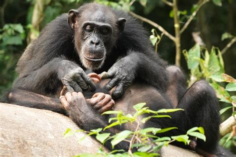 Like Humans Chimpanzees Can Suffer For Life If They Lose Their Mother