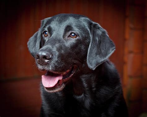 Black Labrador Retriever Young Male Photograph By Animal Images Pixels