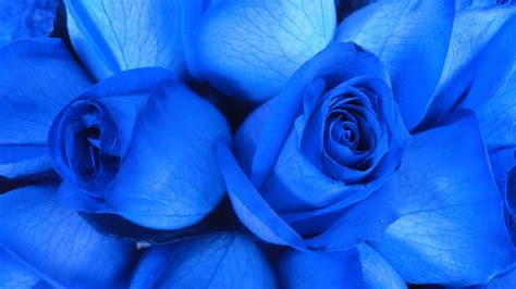 🥇 Flowers Roses Blue Rose Wallpaper 100892