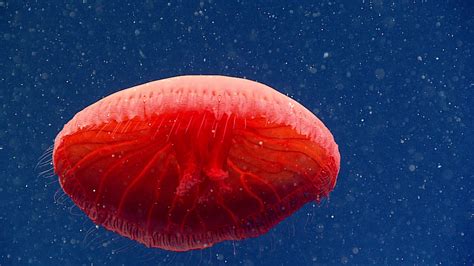 Beautiful New Species Of Jellyfish Photographed 2300 Feet Under The
