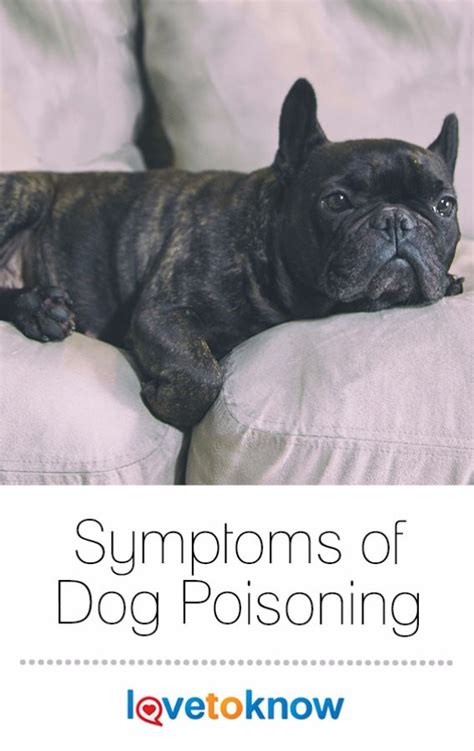 Symptoms Of Dog Poisoning Lovetoknow Dogs Poison Dogs Puppy Training