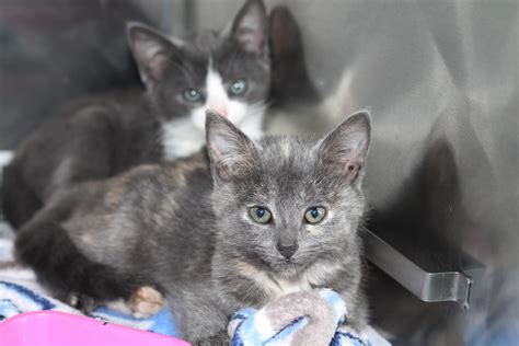 Adopt Cat Kittens Available For Adoption Wellington Wellington