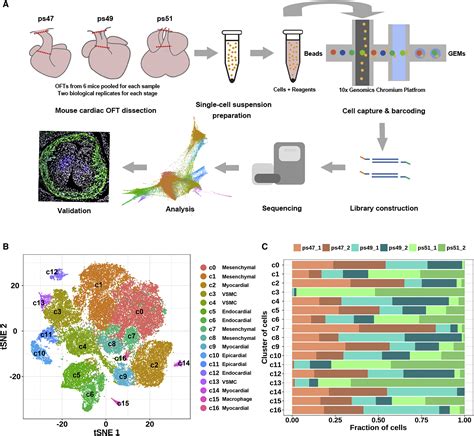Single Cell Rna Seq Of The Developing Cardiac Outflow Tract Reveals