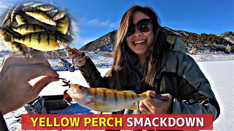 Yellow Perch Ice Fishing Colorado Slayed It Youtube