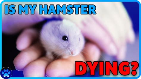Is My Hamster Dying Hamster Illnesses How To Tell If A Hamster Is