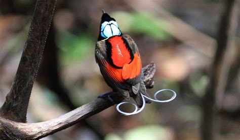 Wilsons Bird Of Paradise Australian Geographic