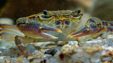 Freshwater Pom Pom Crabs Amazing Peaceful Fully Aquatic Freshwater