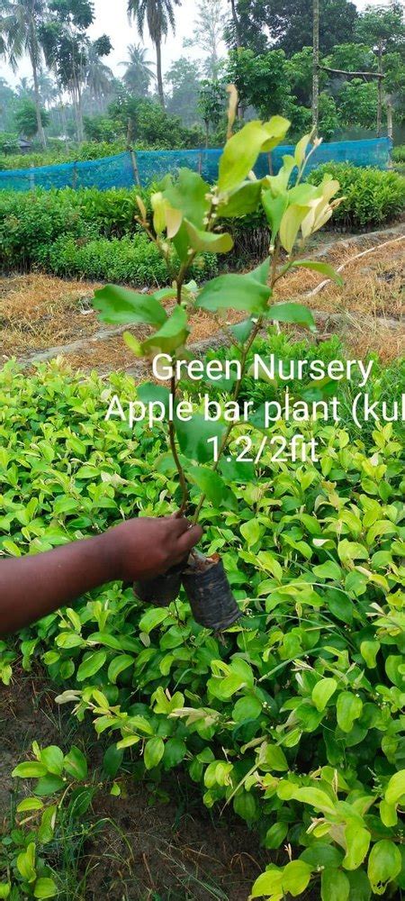Full Sun Exposure Green Apple Ber Plant For Fruits At Rs 14piece In Gobardanga