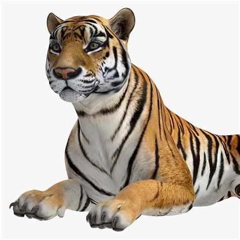 Lying Tiger 3D Model #AD ,#Lying#Tiger#Model | 3d model, Real model, Model