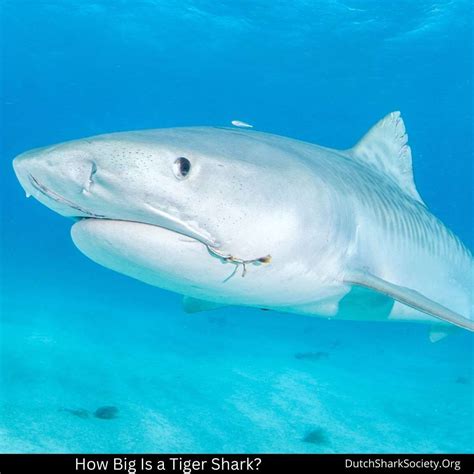 Tiger Shark Facts And Info Dutch Shark Society