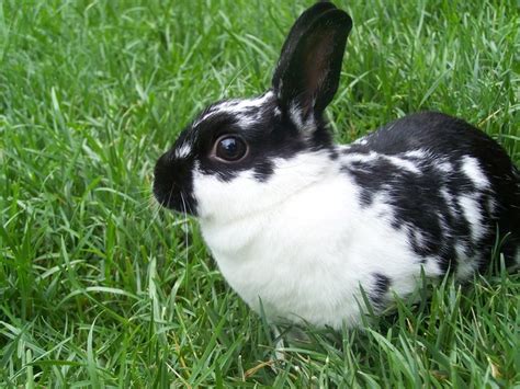 Hey, so i have decided to put out my random thought i get. 5 Popular Pet Rabbit Breeds for Families - Petland Florida
