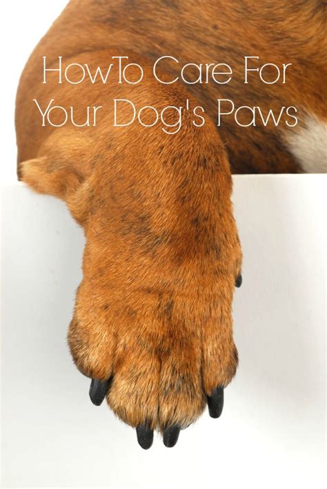How To Care For Your Dogs Paws Cowboy Magic